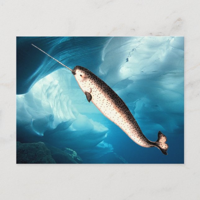 Postal Cartão de Narwhal (Frente)