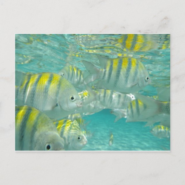 Postal Cartão de Peixe jamaicano (Frente)