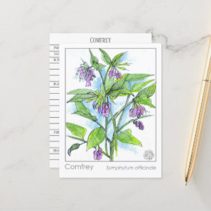 Postal Cartão de Planta de Estudo Herbal Comfrey Materia