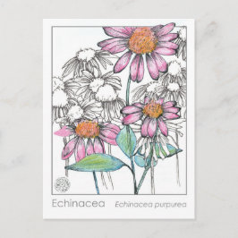 Postal Cartão de Plantas de Estudo de Plantas de Plantas 