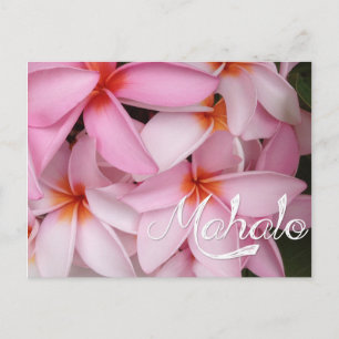 Postal Cartão de Plumeria Rosa Mahalo