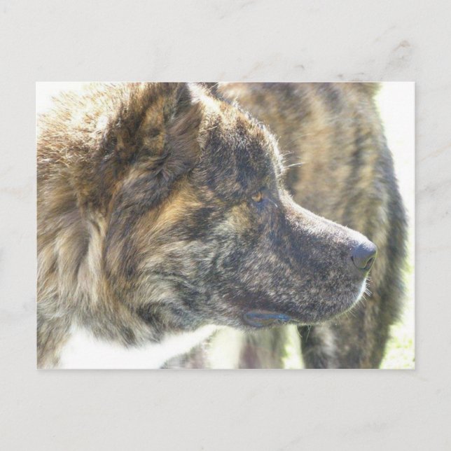 Postal Cartão de posto Akita (Frente)