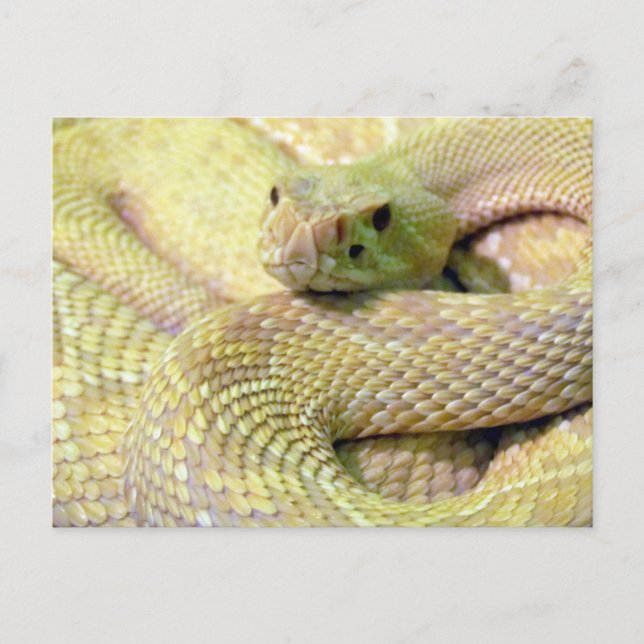 Postal Cartão de Posto Albino Rattlesnake (Frente)