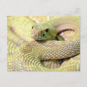 Postal Cartão de Posto Albino Rattlesnake