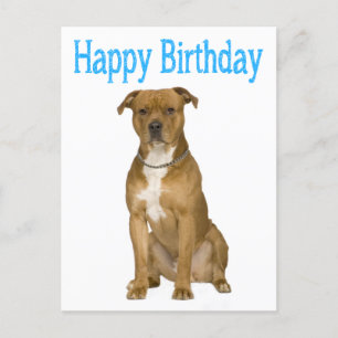 Postal Cartão de Posto Birthday American Staffordshire Te