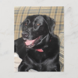 Postal Cartão de posto Black Labrador