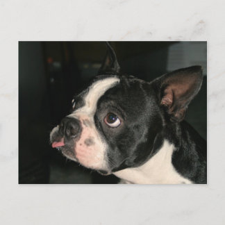 Postal Cartão de Posto Boston Terrier Phhhhhtt!