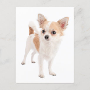 Postal Cartão de Posto Cachorro Puppy Chihuahua de Cabelo