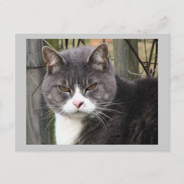 Postal Cartão de Posto Cat (Frente)