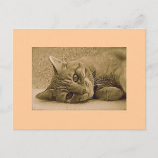 Postal Cartão de Posto Cat Tabby Laranja