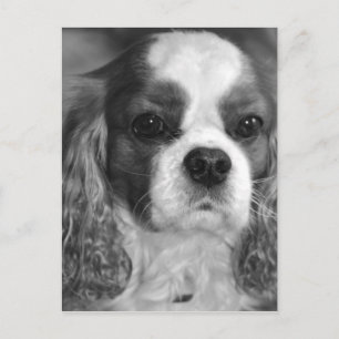 Postal Cartão de Posto Cavalier King Charles Spaniel