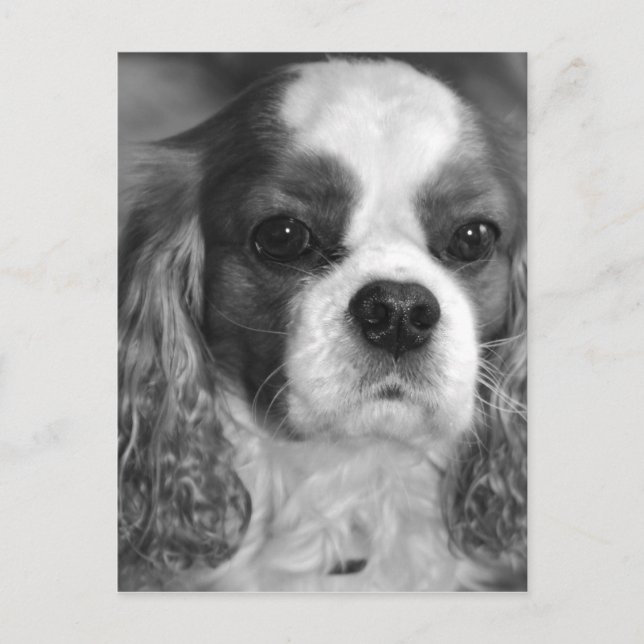 Postal Cartão de Posto Cavalier King Charles Spaniel (Frente)
