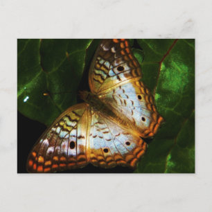 Postal cartão de posto da borboleta de pavão