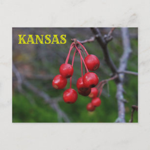 Postal Cartão de Posto de Aproximação de Kansas Red Berri