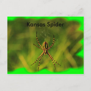 Postal CARTÃO DE POSTO de aranha do Kansas Garden