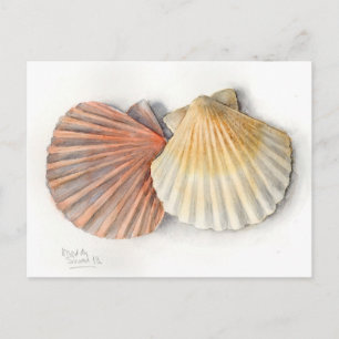 Postal Cartão de Posto de arte fina - Conchas marítimas