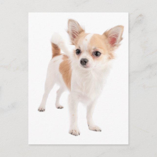 Postal Cartão de Posto de Cachorro de Cabelo Longo Chihua (Frente)