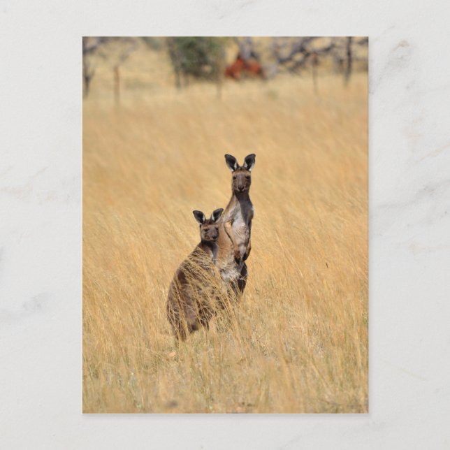 Postal Cartão de Posto de cangurus australiano (Frente)