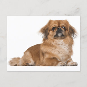 Postal Cartão de Posto de Cão Pupppy Pekingese