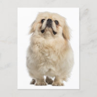 Cartão de Posto de Cão Pupppy Pekingese