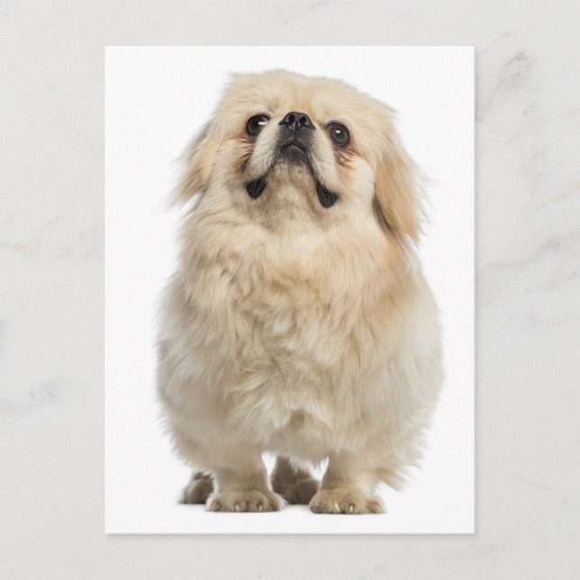 Postal Cartão de Posto de Cão Pupppy Pekingese (Frente)