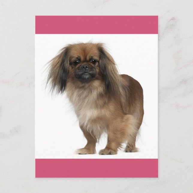 Postal Cartão de Posto de Cão Pupppy Pekingese (Frente)