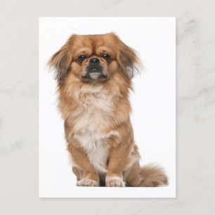 Postal Cartão de Posto de Cão Pupppy Pekingese