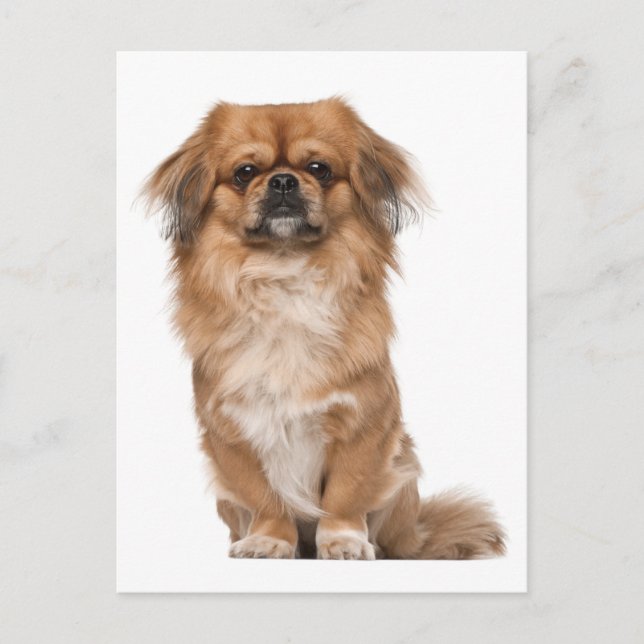 Postal Cartão de Posto de Cão Pupppy Pekingese (Frente)