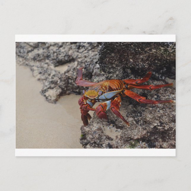 Postal Cartão de posto de caranguejo das Galápagos (Frente)