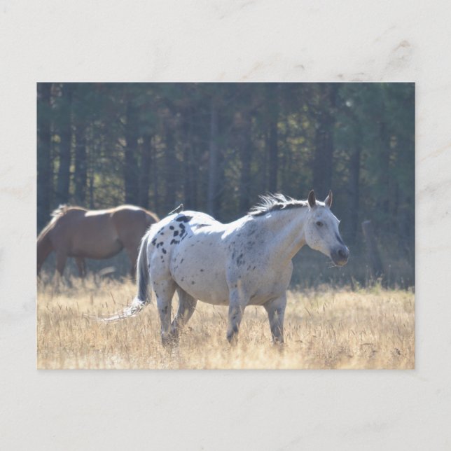 Postal cartão de posto de cavalos (Frente)