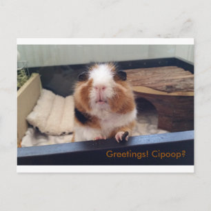 Postal Cartão de posto de cocô de cigarro