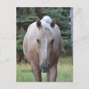 Postal Cartão de Posto de Faixa de Gelding do Palomino