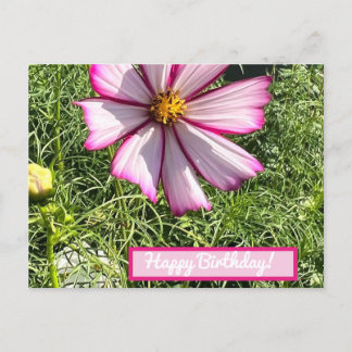Postal Cartão de posto de flor de Cosmo Rosa, Feliz Anive