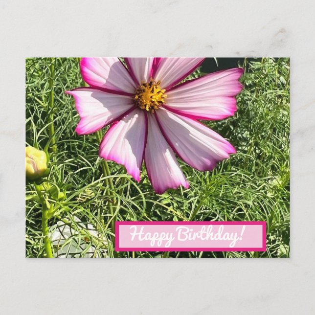 Postal Cartão de posto de flor de Cosmo Rosa, Feliz Anive (Frente)