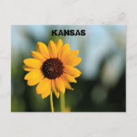 Cartão de Posto de Girassol Selvagem do Kansas