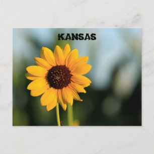Postal Cartão de Posto de Girassol Selvagem do Kansas