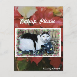 Postal Cartão de Posto de Natal Cat