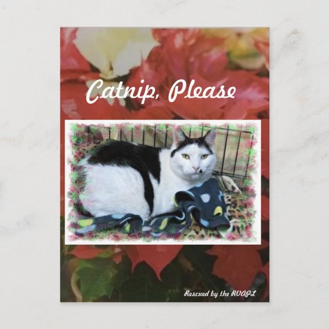 Postal Cartão de Posto de Natal Cat (Frente)