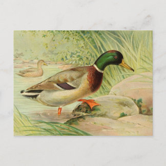Postal Cartão de Posto de Pintura Vintage de Pato-Alarde
