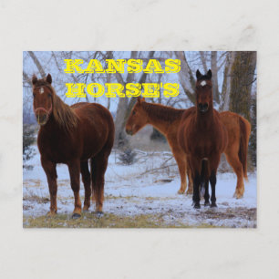 Postal Cartão de Posto do Kansas Country Horse