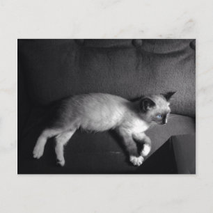 Postal Cartão de posto do Kitten