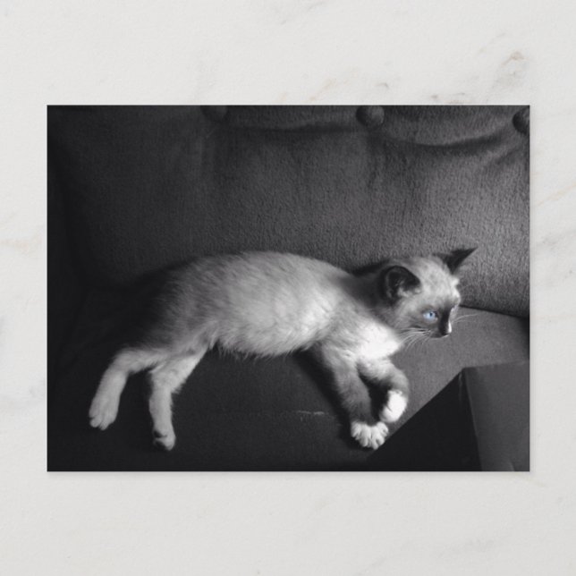 Postal Cartão de posto do Kitten (Frente)