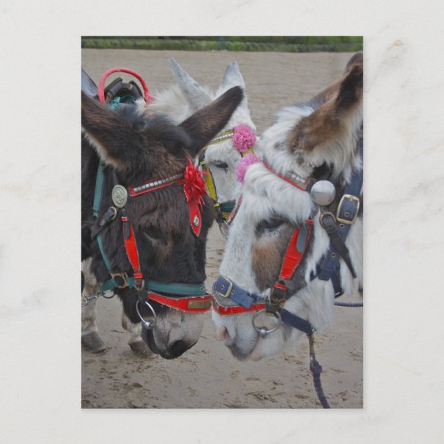 Postal Cartão de Posto Donkeys à margem (Frente)