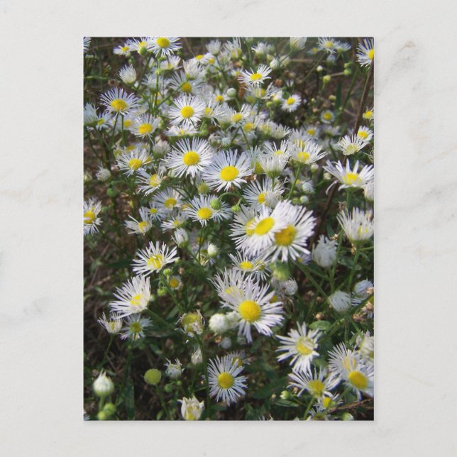 Postal Cartão de Posto Fleabane Daisy (Frente)