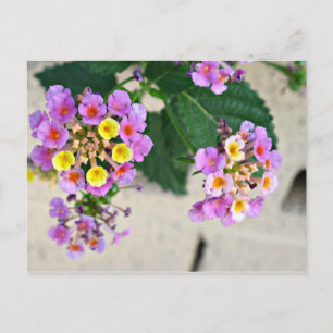 Postal Cartão de Posto Flores Lantana