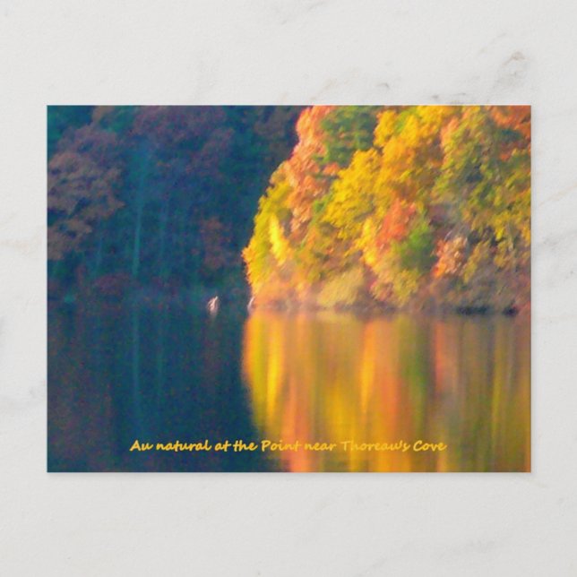 Postal Cartão de posto foliar Walden Pond (Frente)