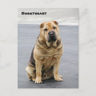 Postal Cartão de Posto Gentle Shar Pei