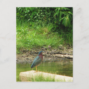Postal Cartão de Posto Green Heron
