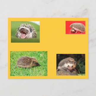 Postal Cartão de posto Hedgehog! Muito fofo!