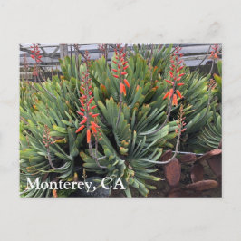 Postal Cartão de Posto Moneterey Fan Aloe Plicatilis